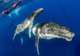 Swimming with Humpback Whales