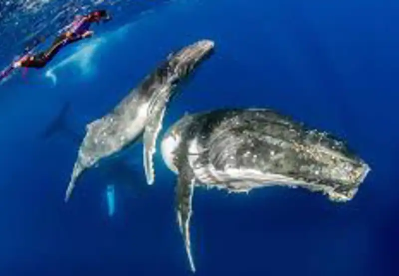 Swimming with Humpback Whales