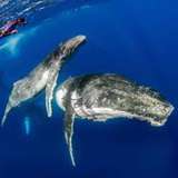 Image related to Swimming with Humpback Whales