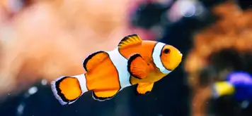 Image related to Odysseo Oceanarium 