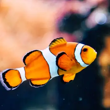 Image related to Image related to Odysseo Oceanarium 