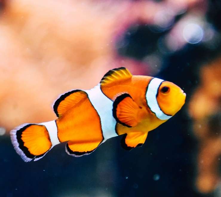Odysseo Oceanarium 