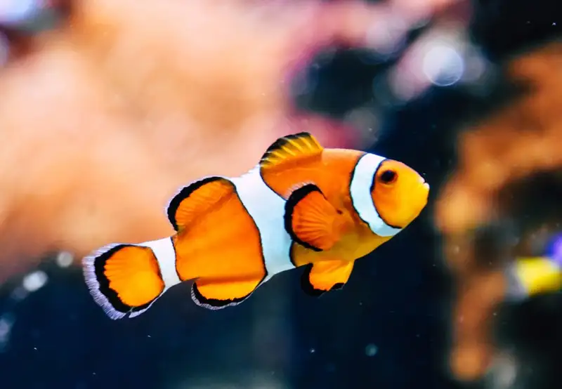 Odysseo Oceanarium 
