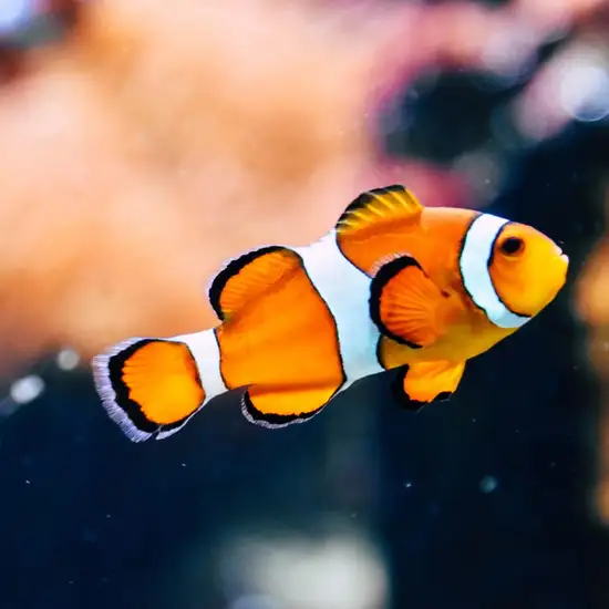 Image related to Image related to Odysseo Oceanarium 