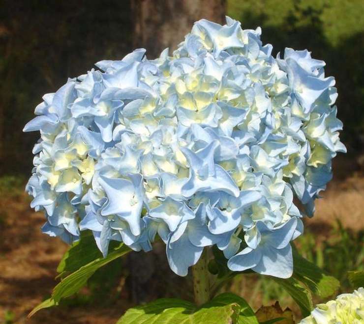 Heritage Museums and Gardens