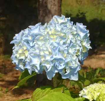 Image related to Heritage Museums and Gardens