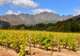Cape Town - Winelands Tour