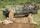 Phinda Private Game Reserve- Game Drives