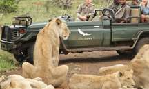 Phinda Private Game Reserve- Game Drives