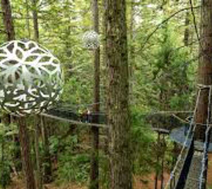 Redwoods Treewalk