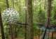 Redwoods Treewalk