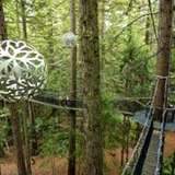 Image related to Redwoods Treewalk