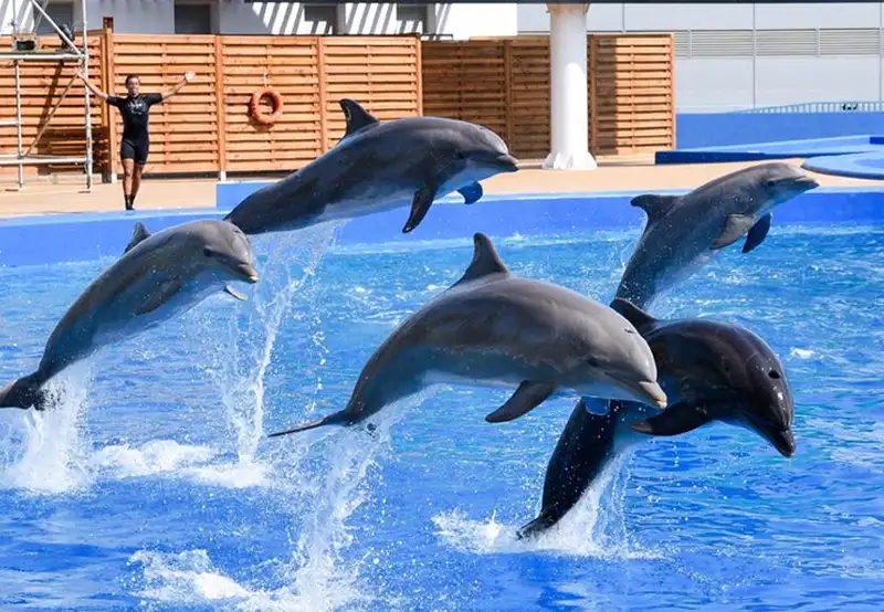 Oceanografic Valencia Spain