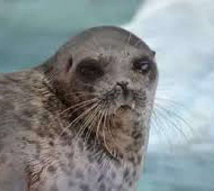Take Part in Polar Wildlife Spotting