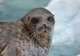 Take Part in Polar Wildlife Spotting