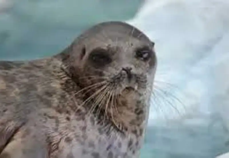 Take Part in Polar Wildlife Spotting