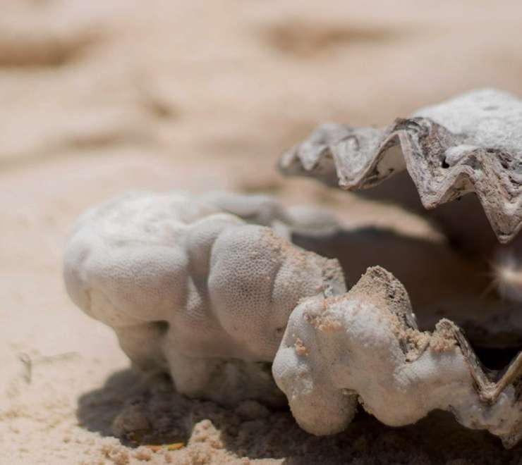 Cygnet Bay Pearl Farm