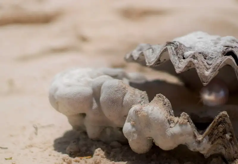 Cygnet Bay Pearl Farm