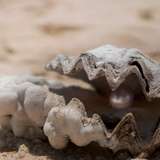 Image related to Cygnet Bay Pearl Farm