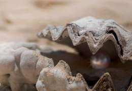 IgluCruise.Application.ViewModels.Shared.WebImageViewModel?.Description