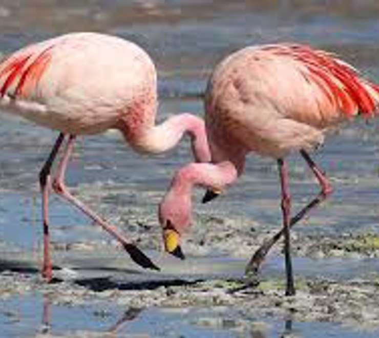 Flamingo Spotting