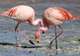Flamingo Spotting