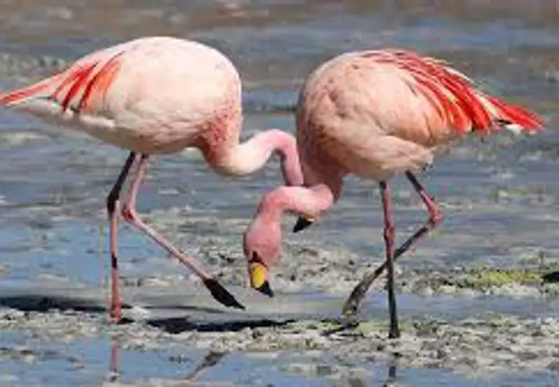 Flamingo Spotting