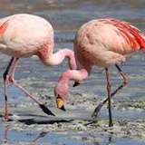 Image related to Flamingo Spotting