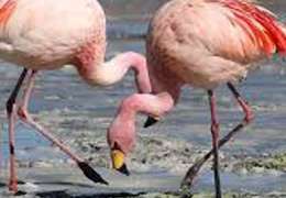 IgluCruise.Application.ViewModels.Shared.WebImageViewModel?.Description