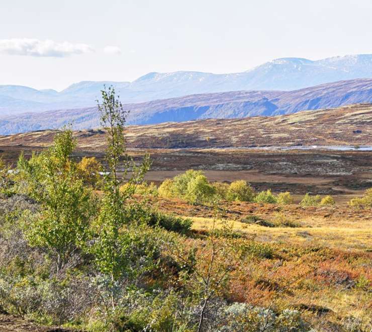Forollhogna National Park