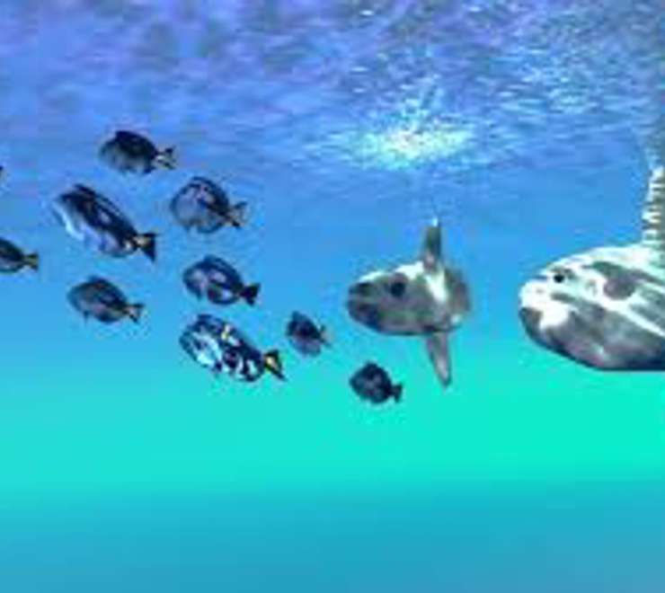 Search for Mola Mola (Sunfish)