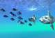 Search for Mola Mola (Sunfish)