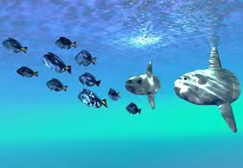 Search for Mola Mola (Sunfish)