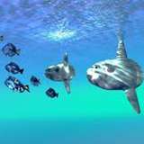 Image related to Search for Mola Mola (Sunfish)