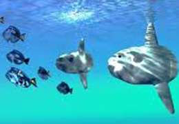 IgluCruise.Application.ViewModels.Shared.WebImageViewModel?.Description