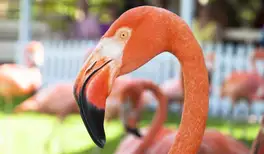 Image related to Ardastra Gardens, Zoo and Conservation Centre Nassau bahamas