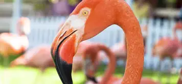 Image related to Ardastra Gardens, Zoo and Conservation Centre Nassau bahamas