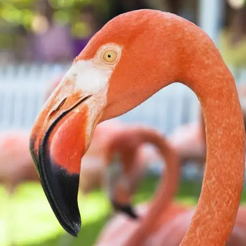 Image related to Ardastra Gardens, Zoo and Conservation Centre Nassau bahamas