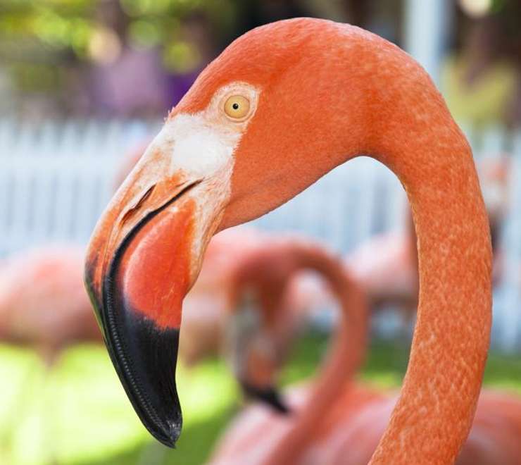 Ardastra Gardens, Zoo and Conservation Centre 