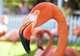 Ardastra Gardens, Zoo and Conservation Centre 