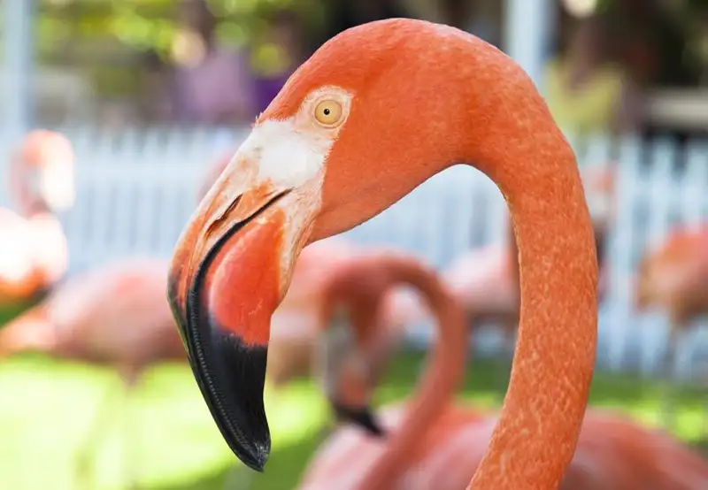 Ardastra Gardens, Zoo and Conservation Centre Nassau bahamas