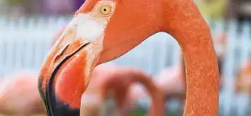 Image related to Ardastra Gardens, Zoo and Conservation Centre 