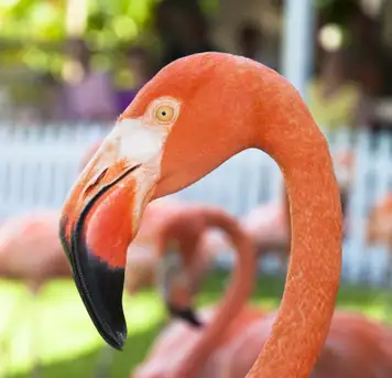 Image related to Ardastra Gardens, Zoo and Conservation Centre 