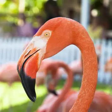 Image related to Ardastra Gardens, Zoo and Conservation Centre 