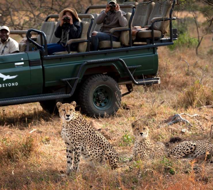 Phinda Private Game Reserve- Game Drives