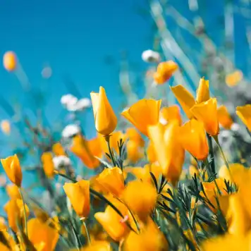 Image related to Connaught Park