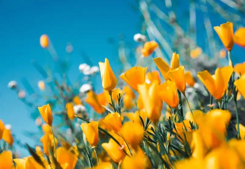 Image related to Connaught Park