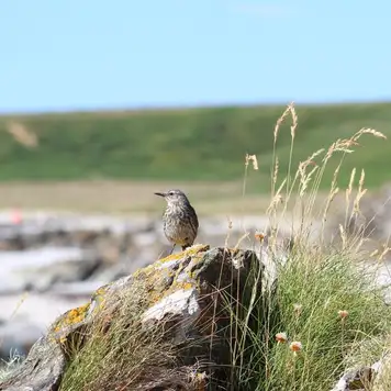 Image related to South Georgia pipit