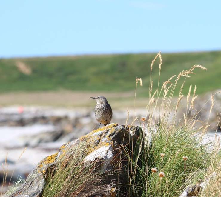 South Georgia pipit