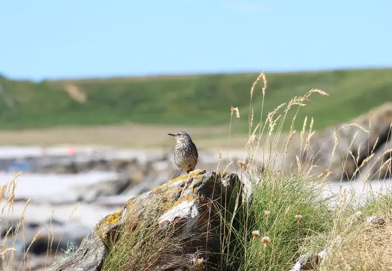 South Georgia pipit